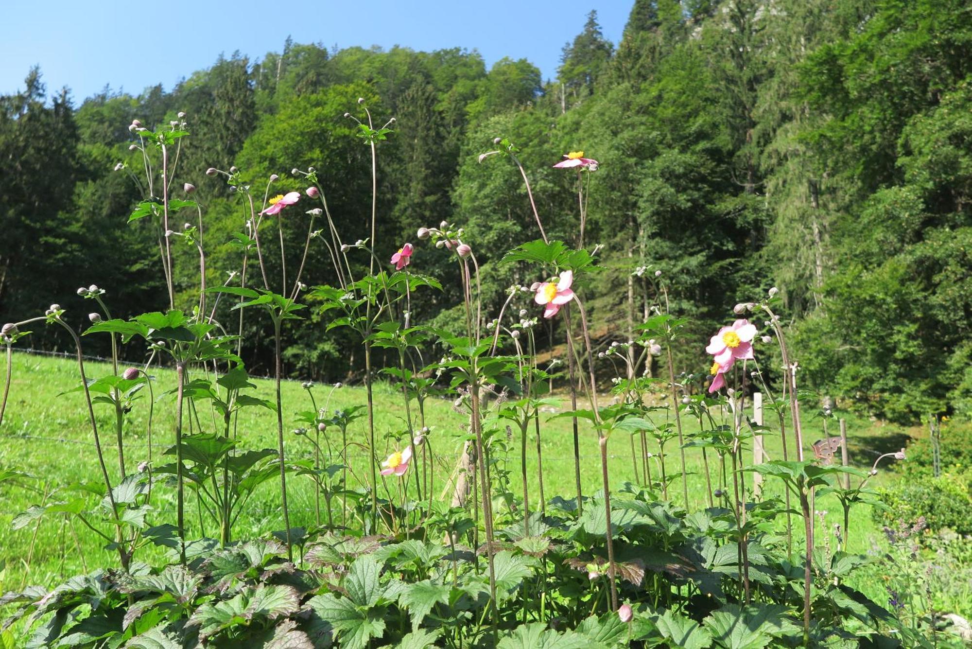 Ferienwohnungen Haus Waldwinkel Aschau im Chiemgau Dış mekan fotoğraf